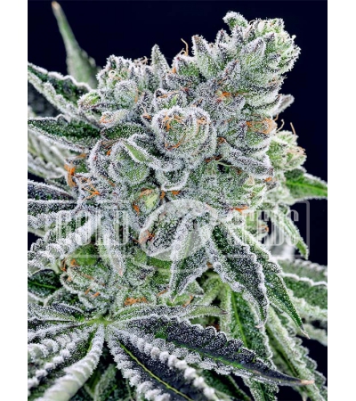 ANESIA SEEDS - Sour Betty