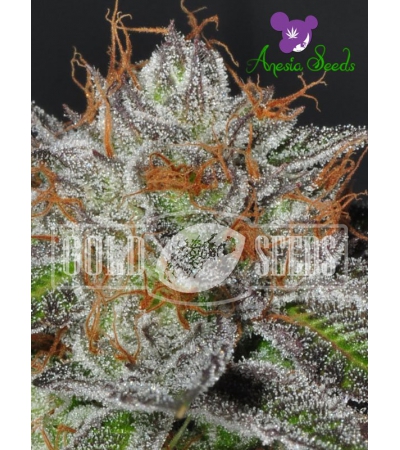 ANESIA SEEDS - Bruce Banner #3