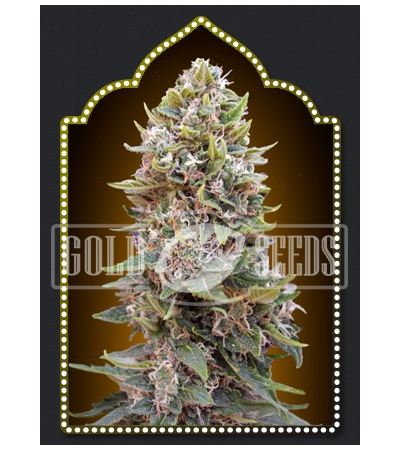 00 SEED BANK - Auto Cheese Berry