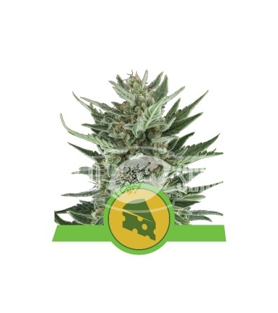ROYAL QUEEN SEEDS - Royal Cheese Auto