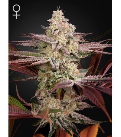 GREEN HOUSE SEEDS - Chemical Bride