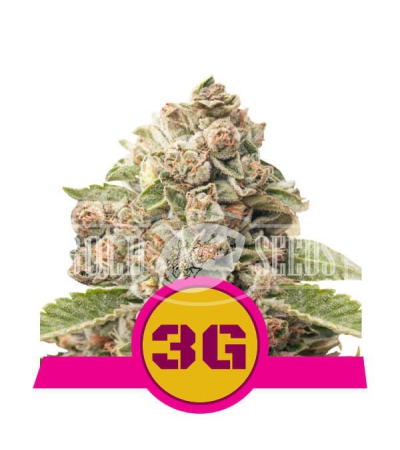 ROYAL QUEEN SEEDS - Triple G