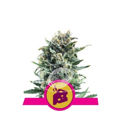 ROYAL QUEEN SEEDS - Blue Cheese