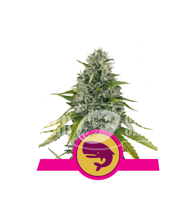 ROYAL QUEEN SEEDS - Royal Moby®
