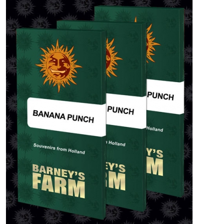 BARNEY'S FARM - Banana Punch