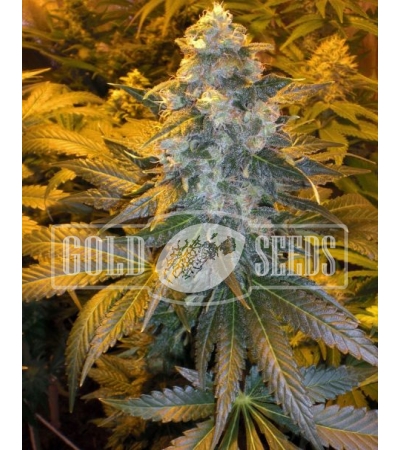 ROYAL QUEEN SEEDS - ICE®