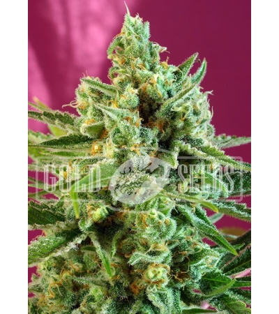 SWEET SEEDS - S.A.D. Sweet Afgani Delicious CBD