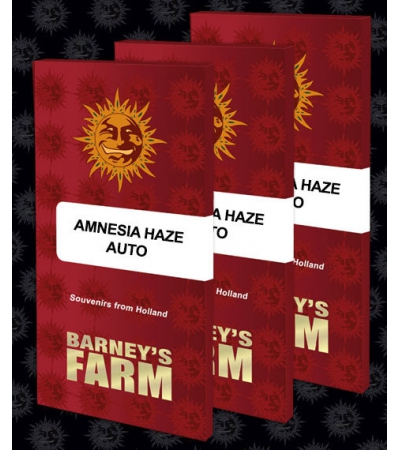 BARNEY'S FARM - Amnesia Haze Auto