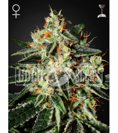 GREEN HOUSE SEEDS - Cheese