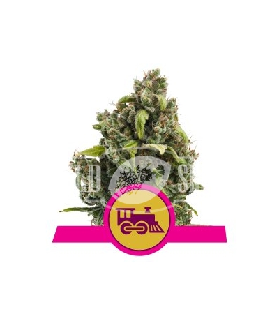 ROYAL QUEEN SEEDS - Candy Kush Express (Fast Version)