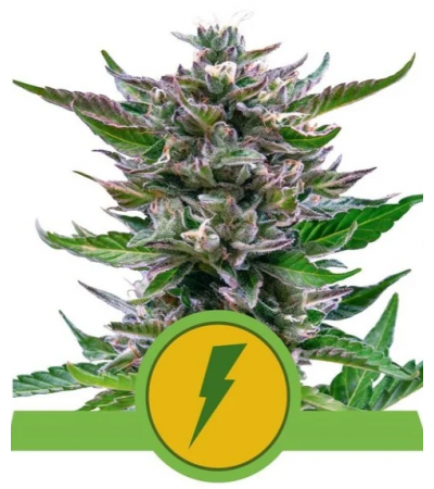 ROYAL QUEEN SEEDS - North Thunderfuck Auto