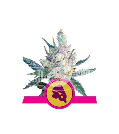 ROYAL QUEEN SEEDS - Royal Cheese® (Fast Version)