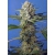 SWEET SEEDS - Crystal Candy F1 Fast Version